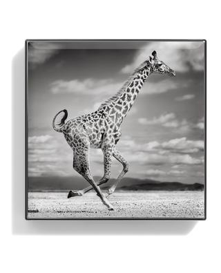 Fard à paupières Luminescent Eye Shade - Giraffe CHANTECAILLE